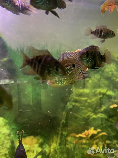 Продам малька акары бирюзовой