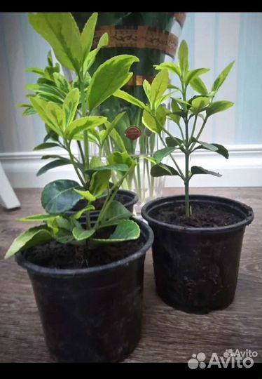 Бересклет японский