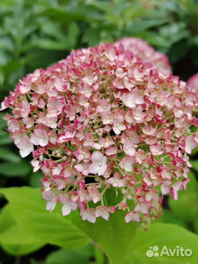 Гортензия крупнолистная и древовидные сорта