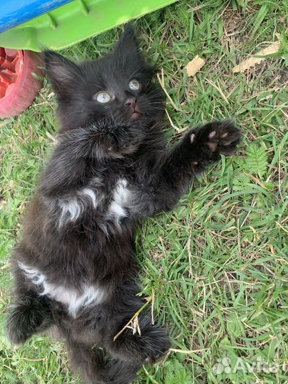 Котята в добрые руки мальчики