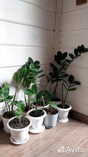 Замиокулькас долларовое дерево