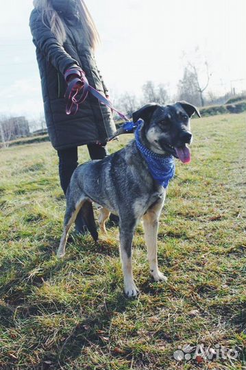 Собака в добрые руки