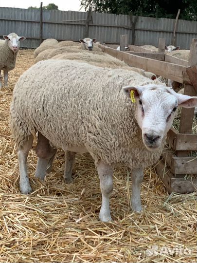 Баран Тексель чистый