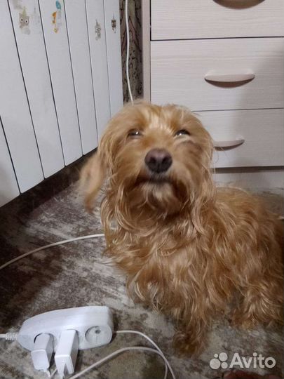 Отдам в добрые руки