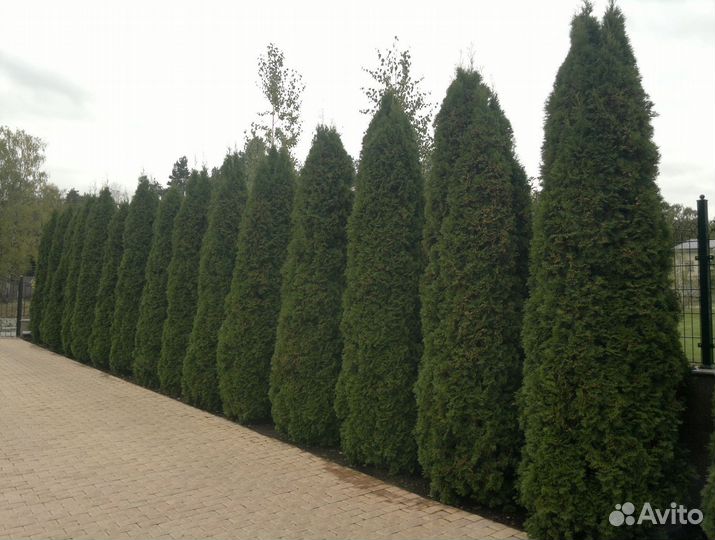 Туи садовые