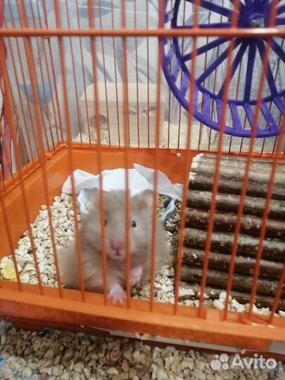 Сирийский хомяк мальчик