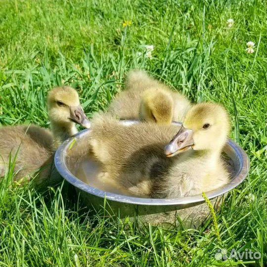 Мулард. Гуси. Утята