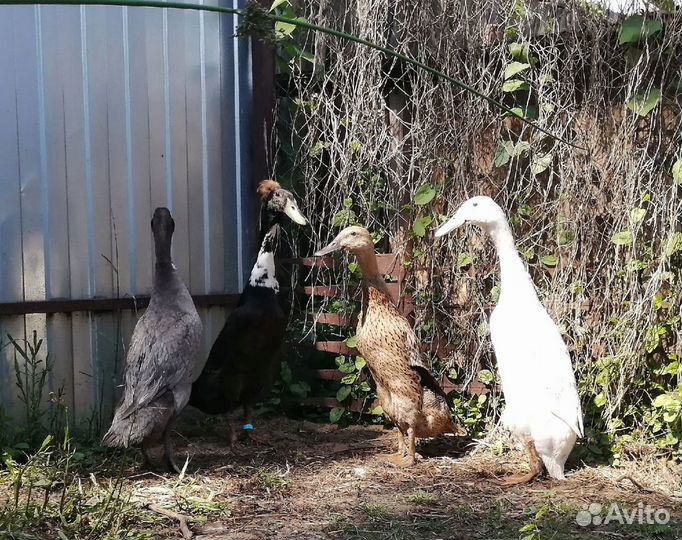 Утки индийский бегунок. Инкубационное яйцо.Утята