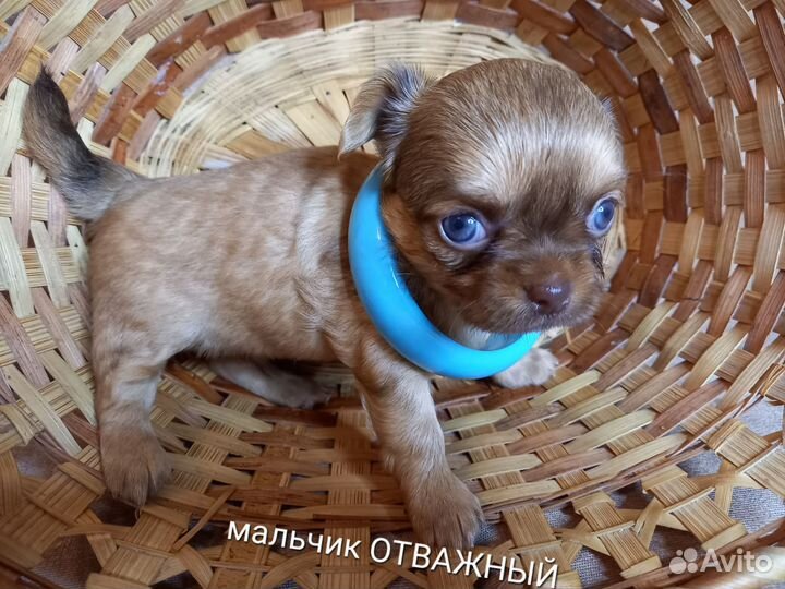 Щенки чихуахуа