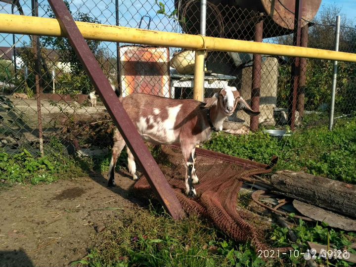 Коза нубийская