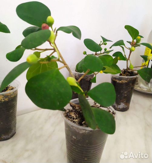 Фикус диверсифолия разнолистный