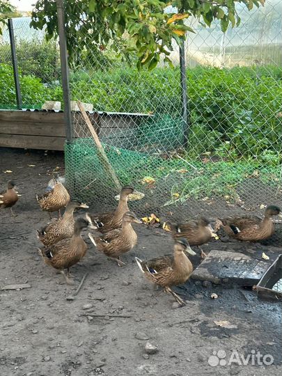 Дикая утка кряква