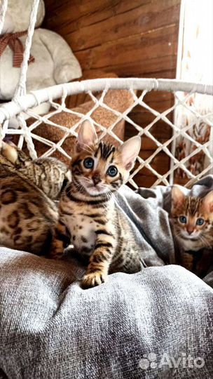 Бенгальские котята