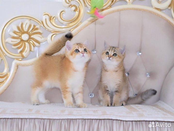 Британская кошечка