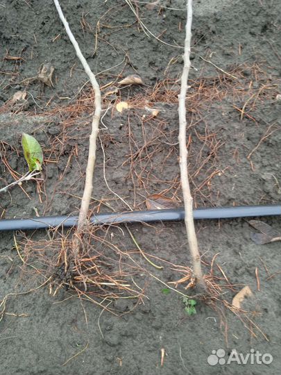 Подвой для яблони мм 106