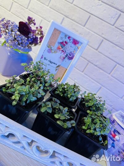 Каллизия многолетнее растение