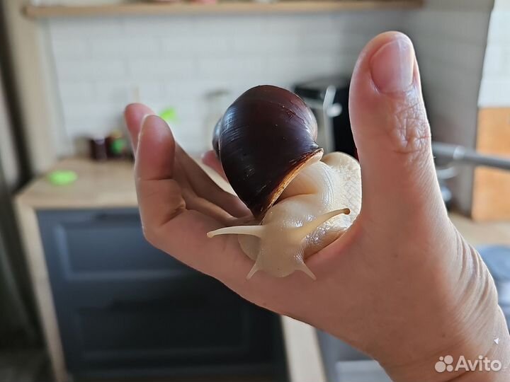 Улитка ахатины бесплатно