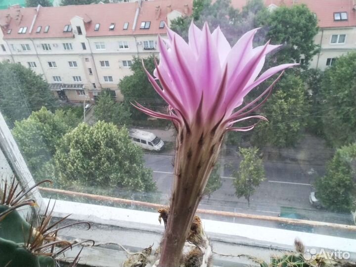 Цветущий эхинопсис