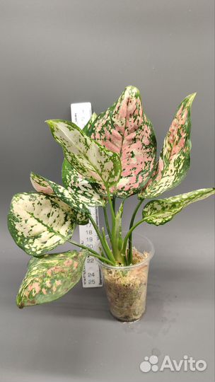 Аглаонемы 2