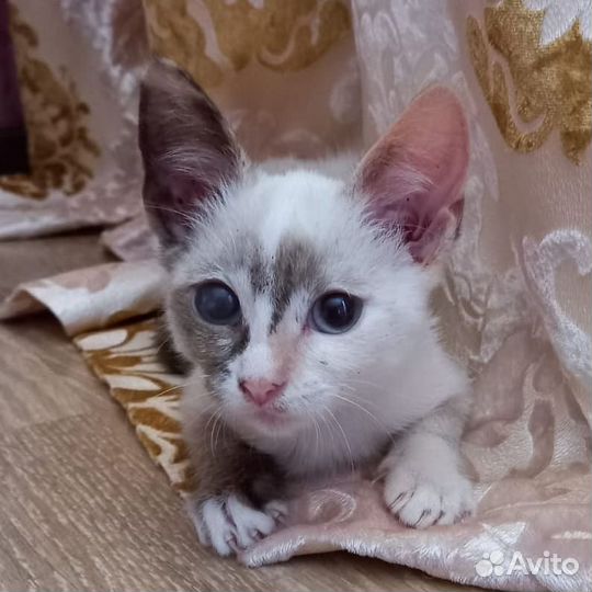 Кошечка в добрые руки