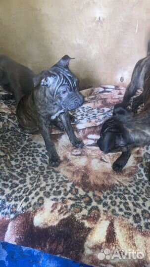 Собаки щенки питбуль и шарпея