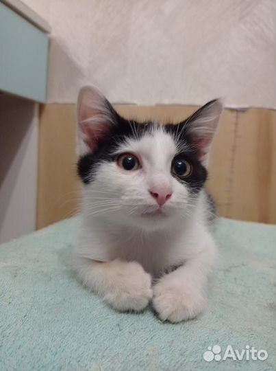 Котик