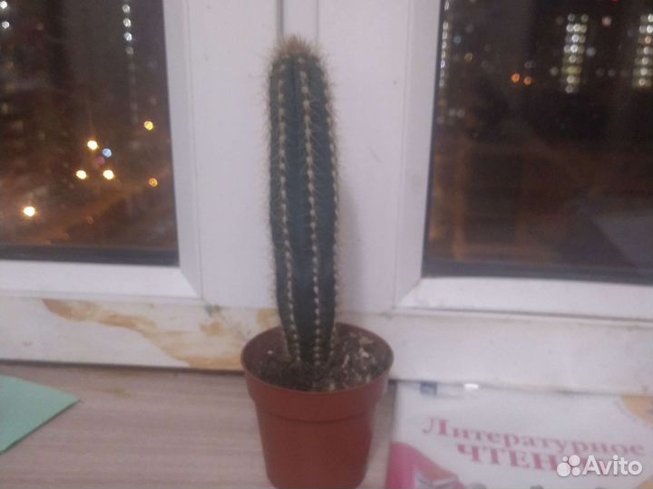 Кактус
