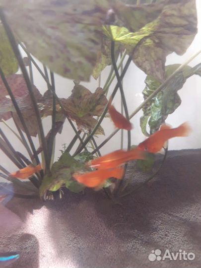 Нимфея тигровая