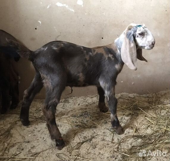 Англо-Нубийские козочки и козлики