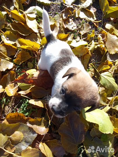 Щенки джек рассел терьер гладкошерстный