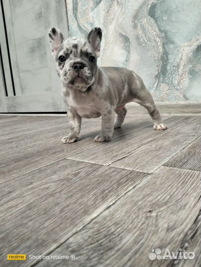 Французский бульдог щенки мерле