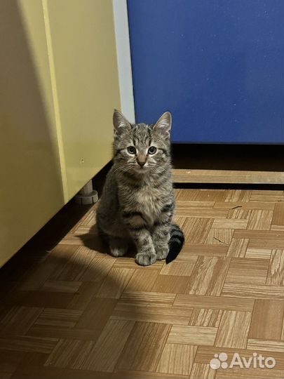 Отдам в добрые руки