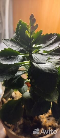 Каланхоэ оранжевое