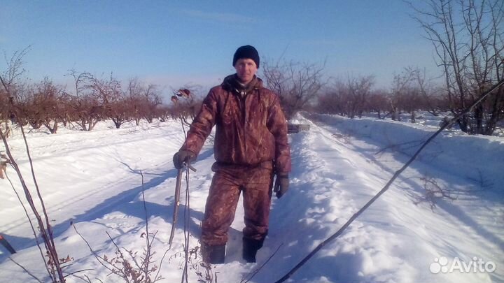 Обрезка плодовых деревьев, кустарников, винограда