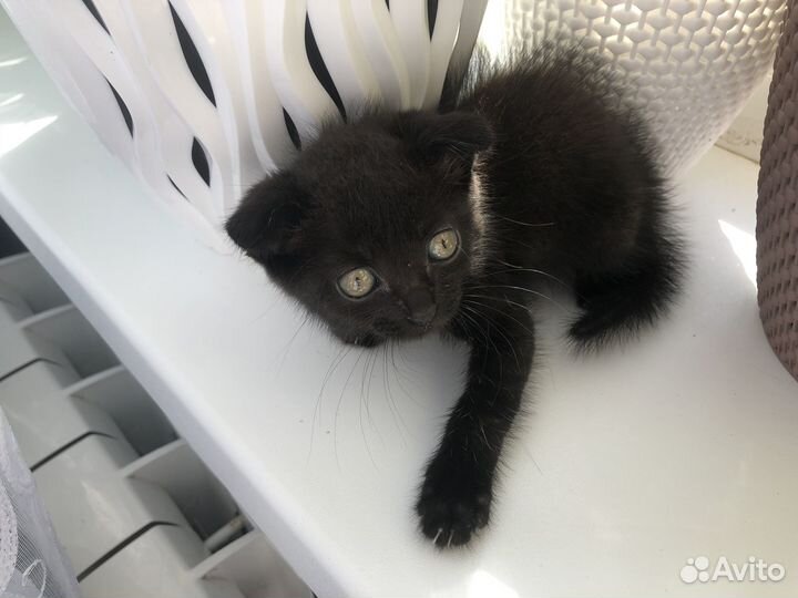 Котята отдам бесплатно