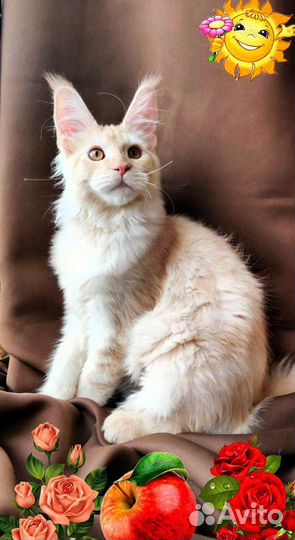 Котёнок мейн-кун