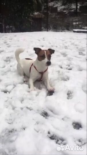 Собака для вязки