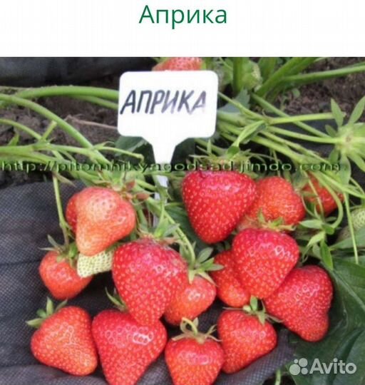 Рассада клубники