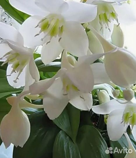 Эухарис амазонская лилия