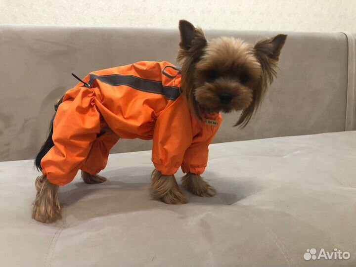 Одежда для собак