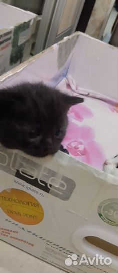 Домашние животные котята