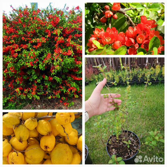 Японская айва (Хеномелес) саженцы зкс 4хлетка