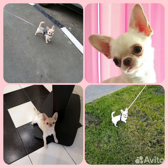 Вязка.Тэдди (мини). Док. РКФ