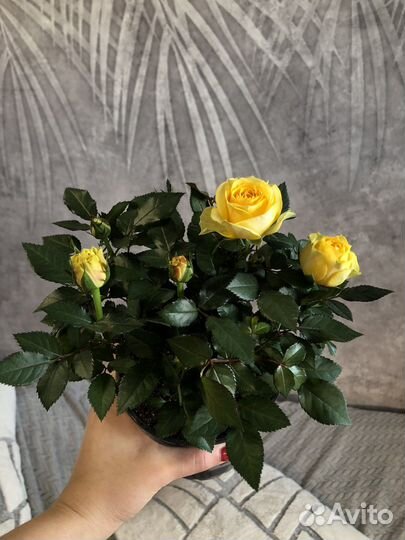 Роза домашняя в горшке,саженцы,комнатные цветы