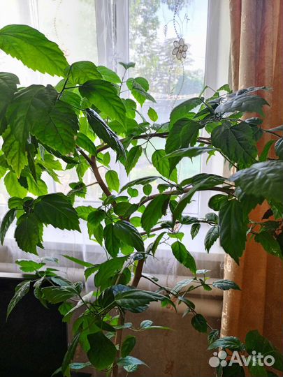 Гибискус китайская роза