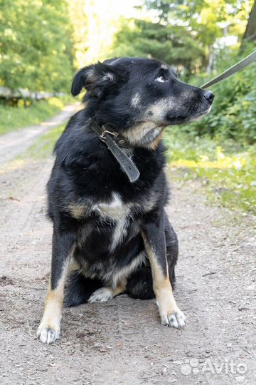 Собака ищет добрых людей