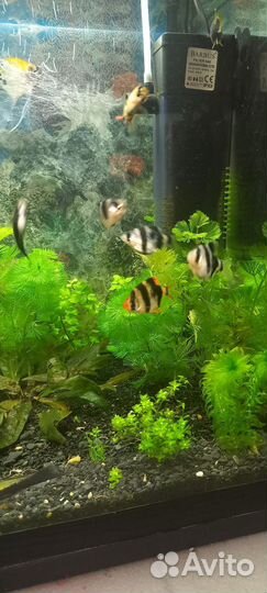 Аквариумные рыбки