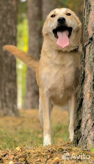 Собака в приюте