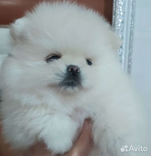 Померанский шпиц