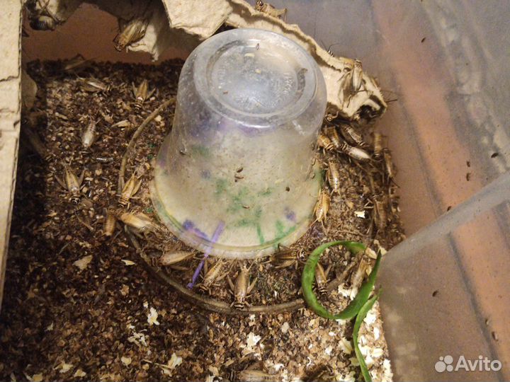 Сверчки, Домовые сверчки. Кормовые сверчки